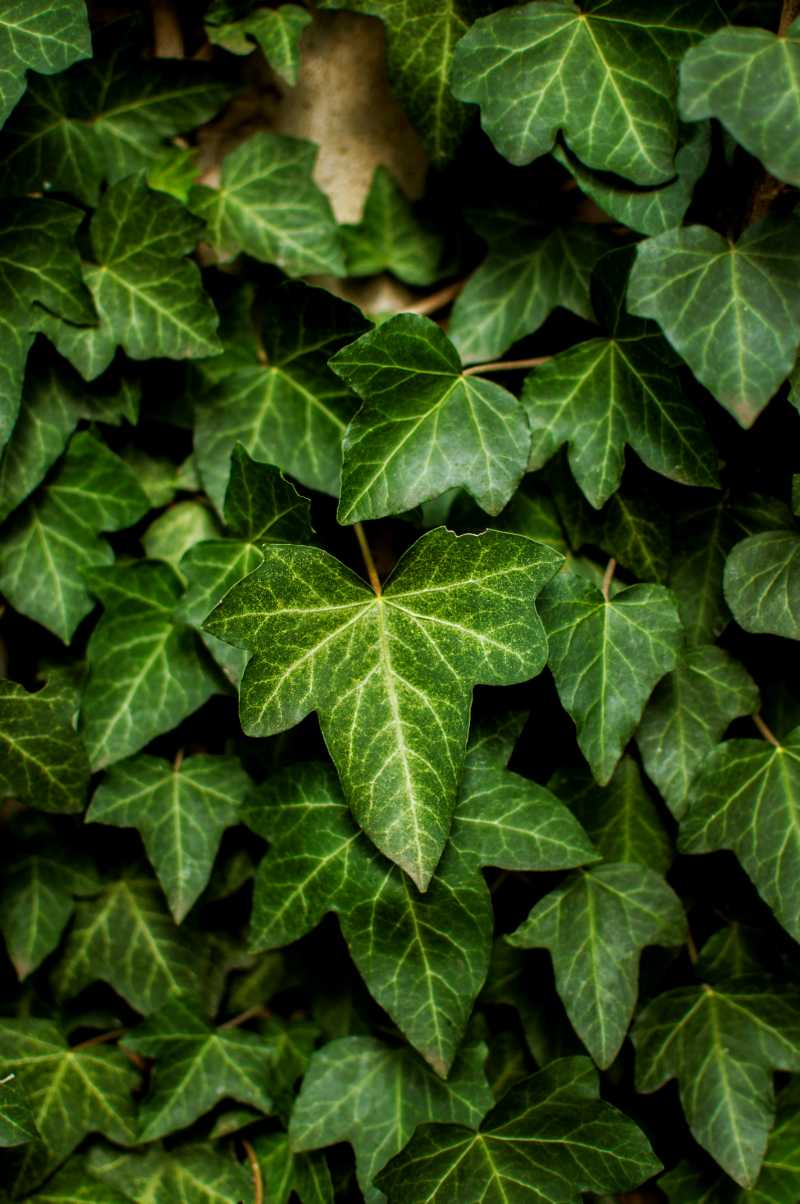 shallow focus of leaves - jigsaw puzzle