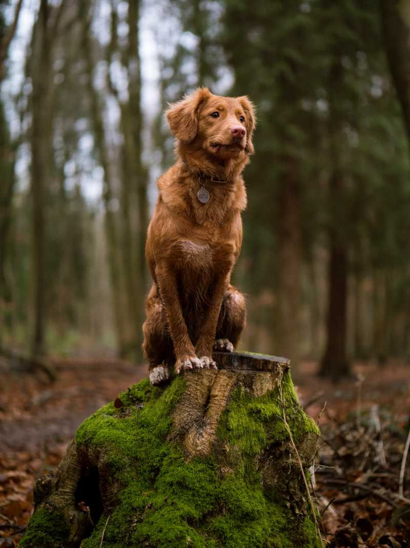 golden retriever on wood stump - jigsaw puzzle