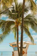 palm tree near white concrete building - jigsaw puzzle