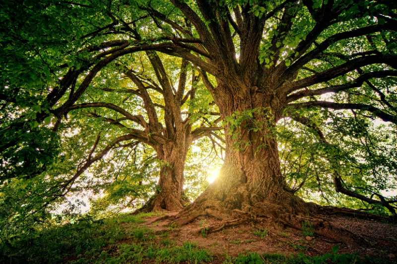 two brown trees - jigsaw puzzle