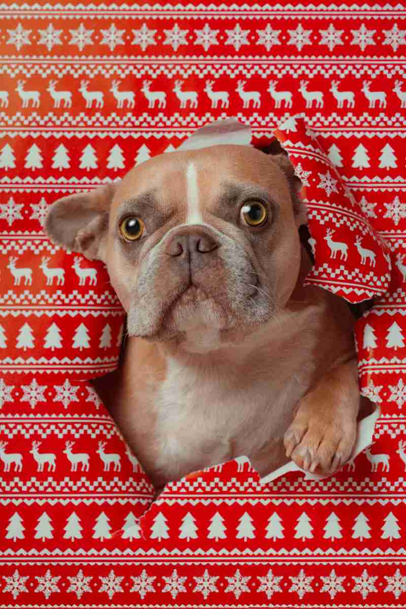 a dog looking through a hole in a blanket - jigsaw puzzle