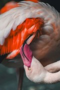 a flamingo with its head in a flamingos beak - jigsaw puzzle