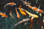 koi fish animals fish swimming - jigsaw puzzle