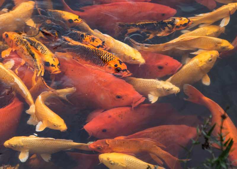 koi pond koi fish pond animals - jigsaw puzzle