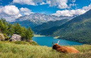 lake cow highland cattle animal - jigsaw puzzle