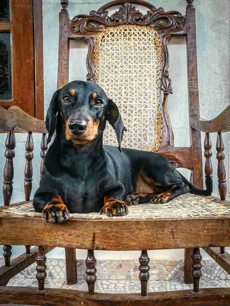 black and brown dachshund on brown wooden chair - jigsaw puzzle