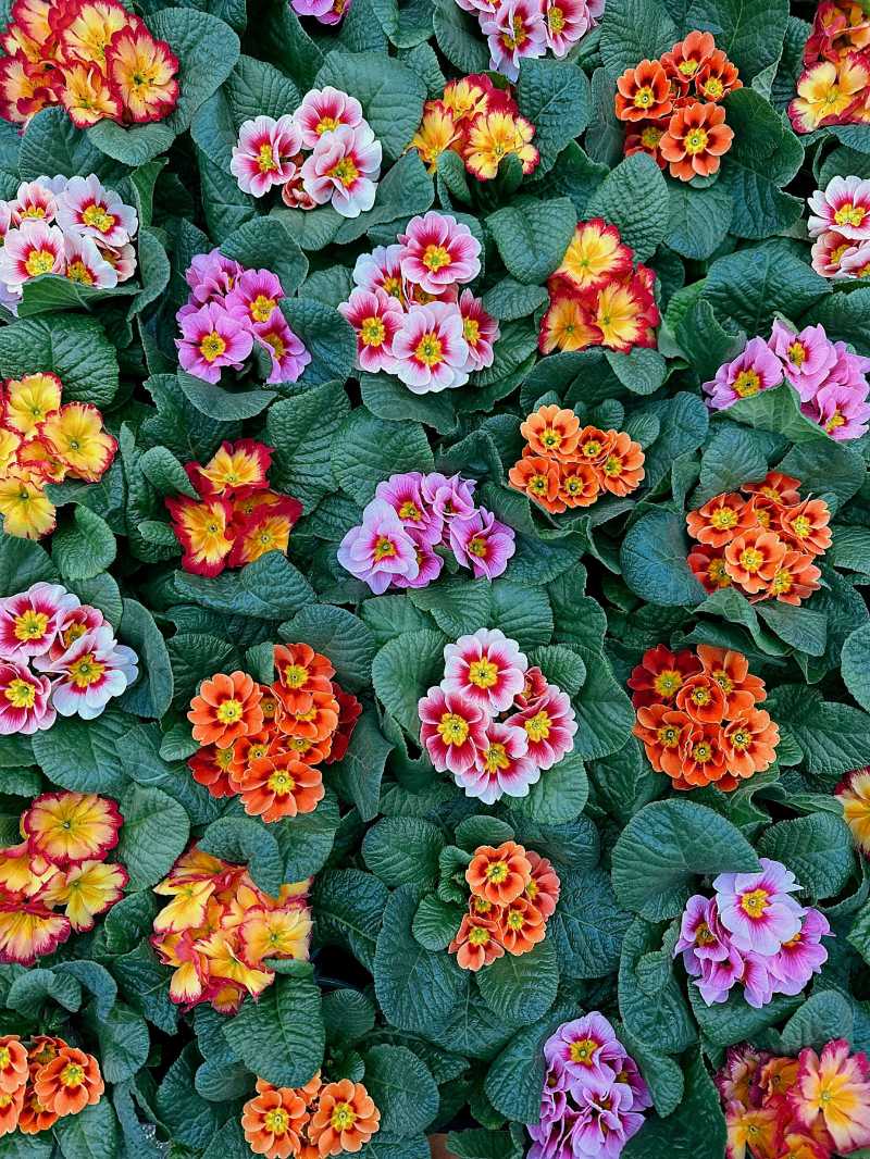 plants growing in garden - jigsaw puzzle