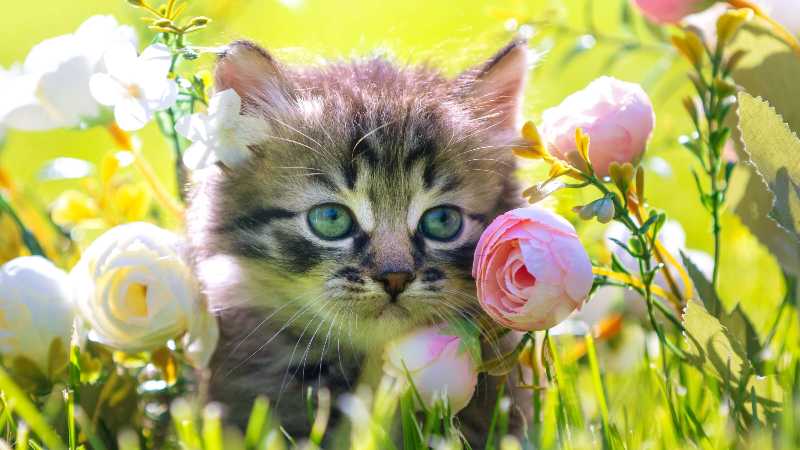 Little kitten sitting on the grass with flowers in the summer garden