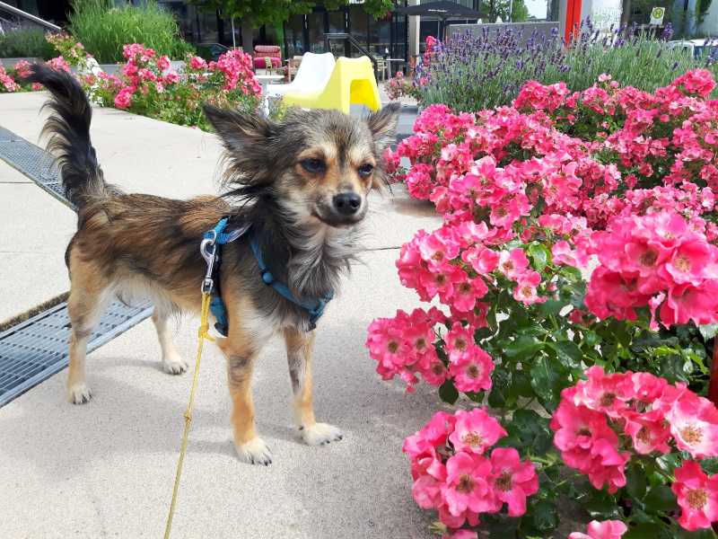 Long-haired Chihuahua dog standing by vibrant pink roses in a garden