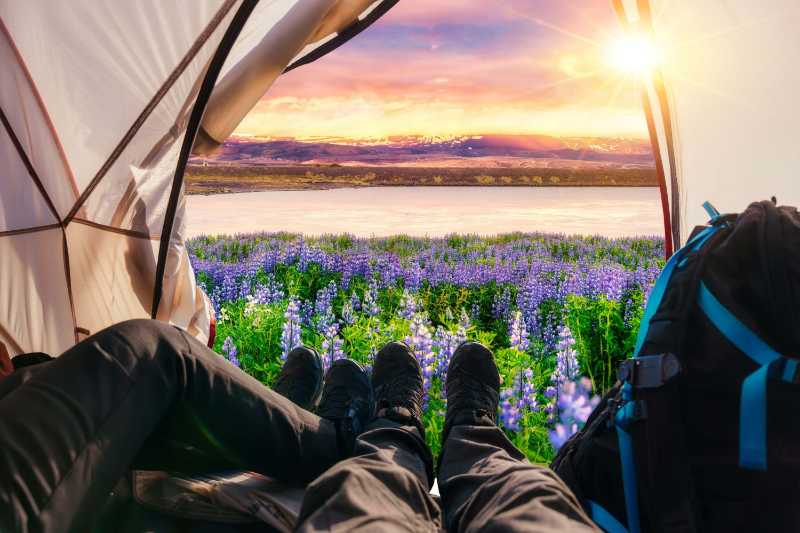 lupine flower blooming by the lake in the sunset - jigsaw puzzle