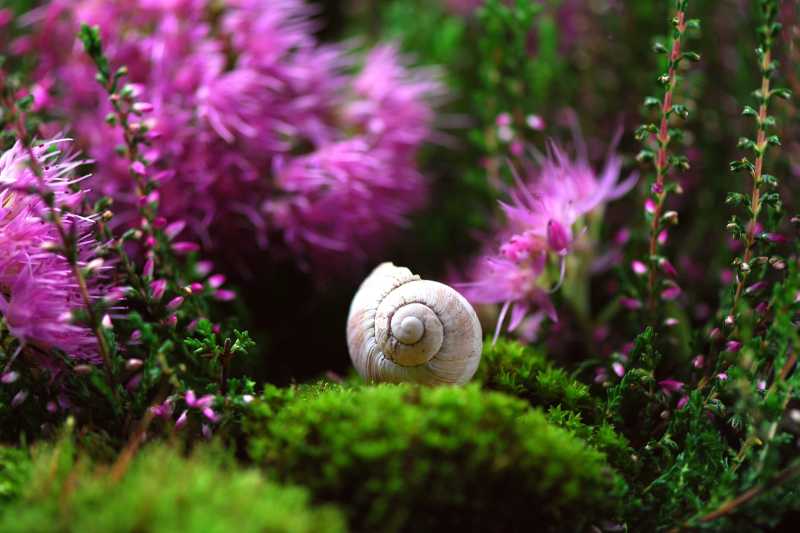 Macro Shot Snail Shell Resting on Green Moss with Purple Heather Flowers