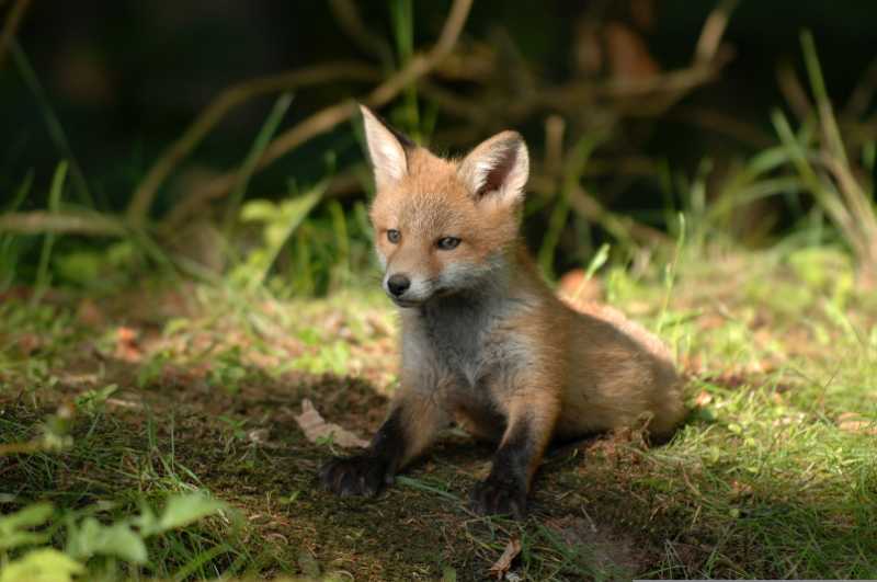 mammals fox wildlife natural wild - jigsaw puzzle