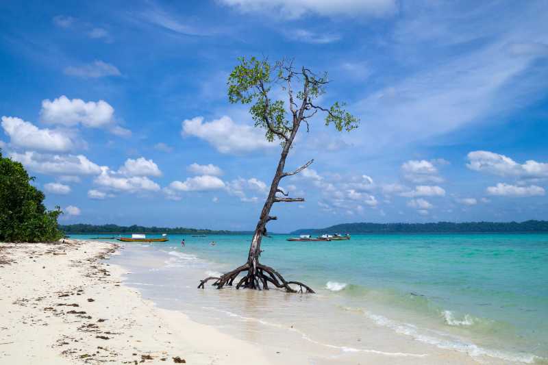 Mangrove tree on the beach Andaman Islands