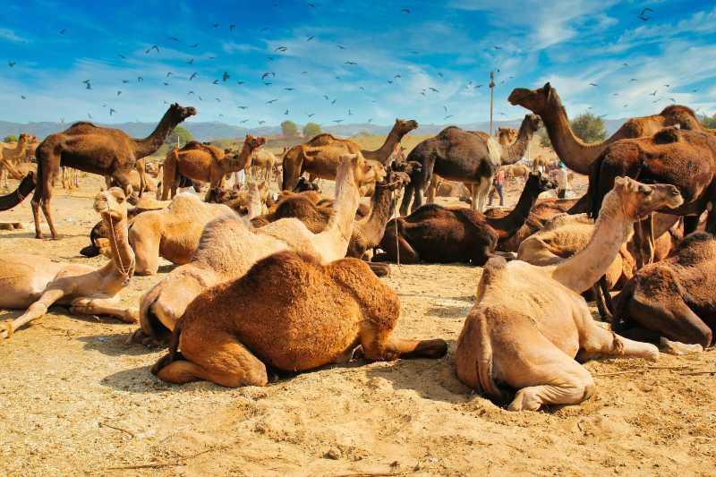 Massive Camel Gathering in Desert