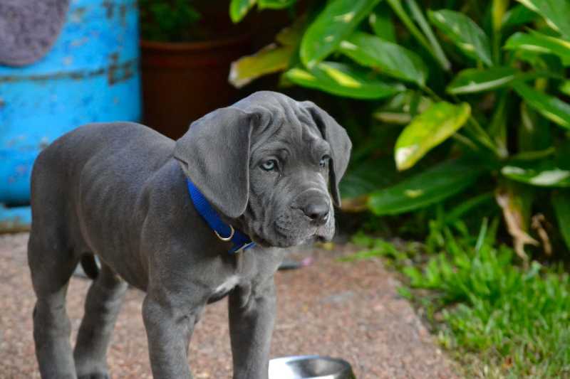 mastiff dog puppy - jigsaw puzzle