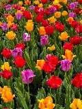 garden of colorful tulips - jigsaw puzzle