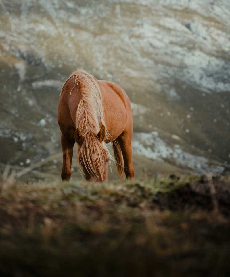 a brown horse standing on top of a grass covered hillside - jigsaw puzzle