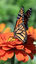 a monarch butterfly on a flower - jigsaw puzzle