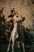 a brown and white dog standing next to a brick wall - jigsaw puzzle