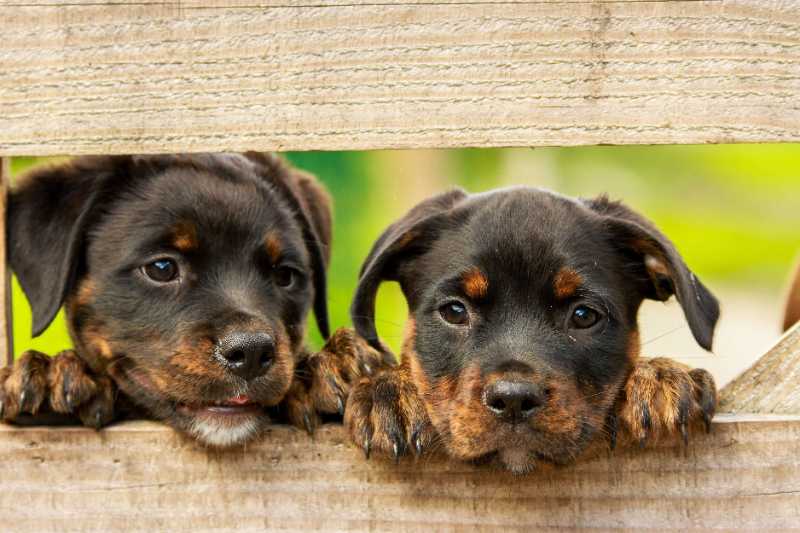 two cute puppies - jigsaw puzzle