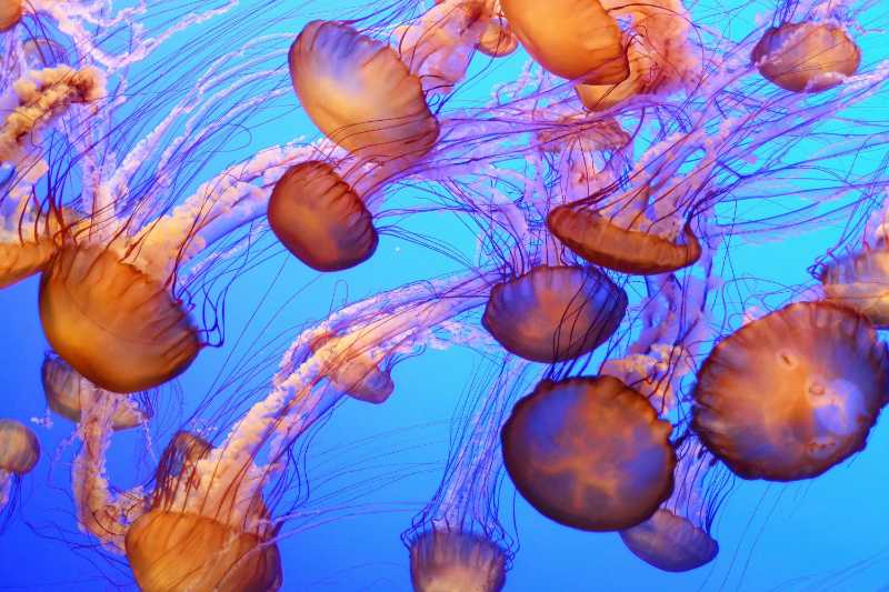 orange jellyfish floating and swimming in the blue ocean