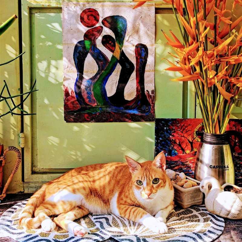 Orange Tabby Cat Lying on Rug