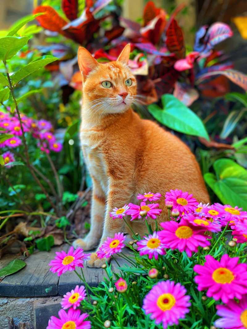 Gatto soriano arancione seduto tra fiori di margherite rosa