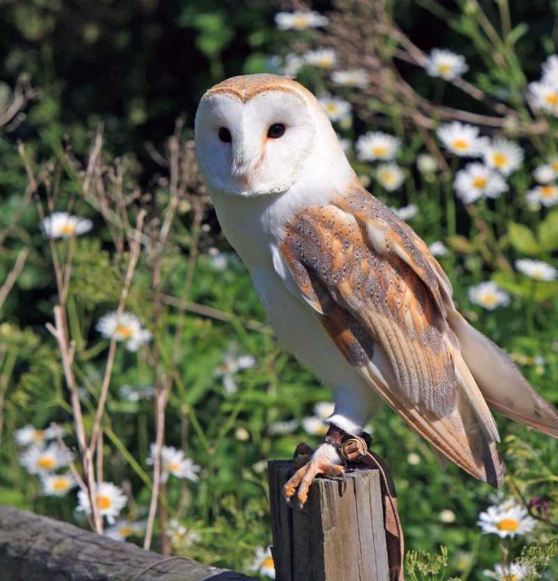 owl bird wildlife barn owl - jigsaw puzzle