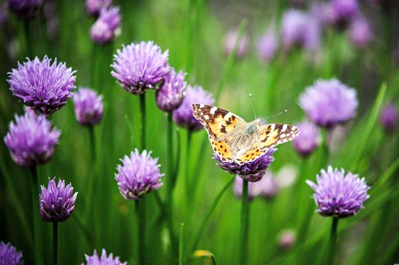 Painted Lady Butterfly on Purple Chive Flowers Summer Garden Wildlife