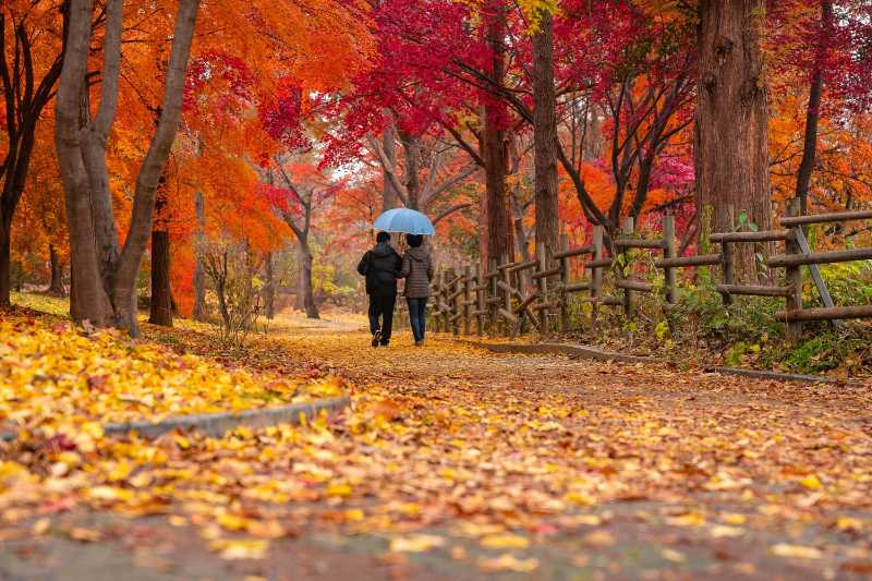 park autumn fall foliage - jigsaw puzzle