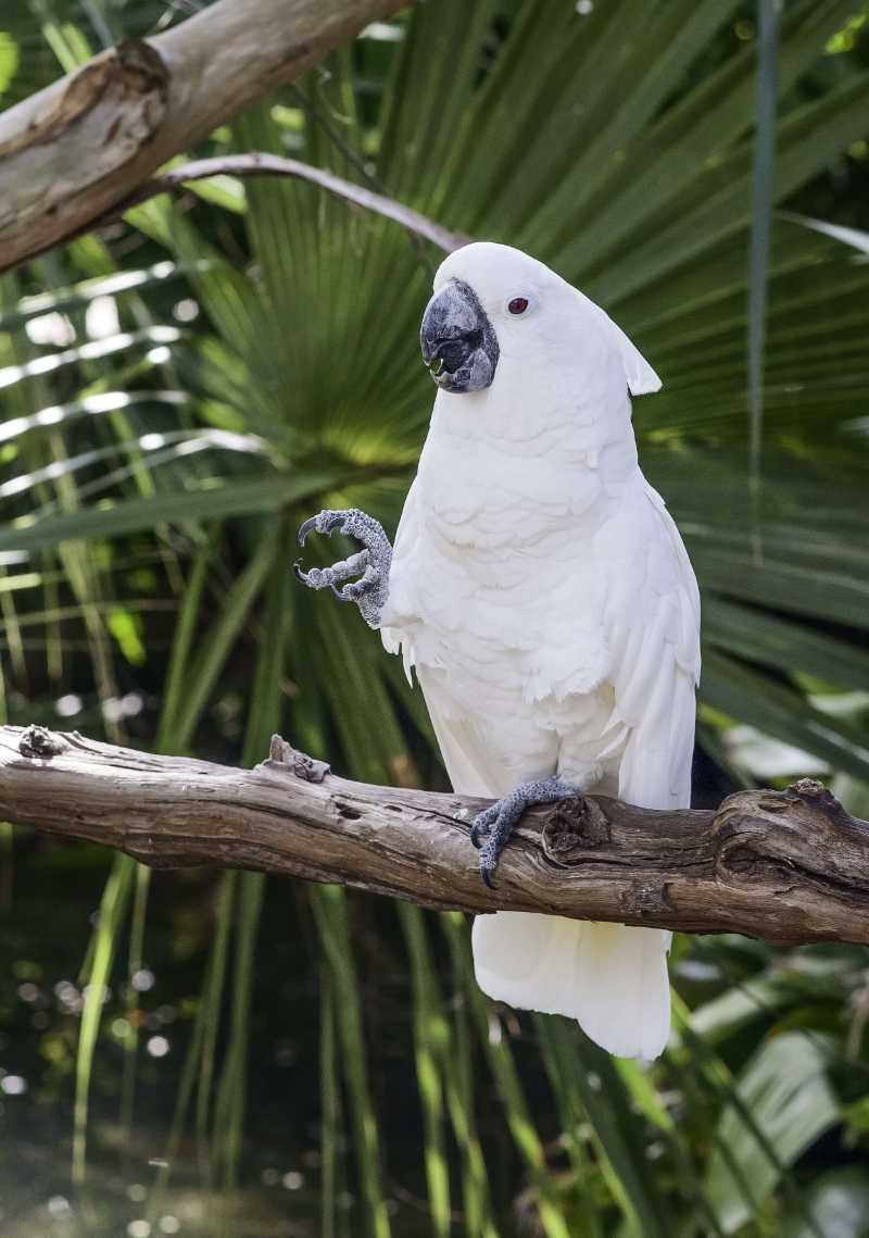 parrot bird perched animal - jigsaw puzzle