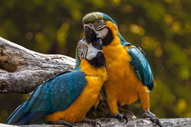 parrots birds perched animals - jigsaw puzzle