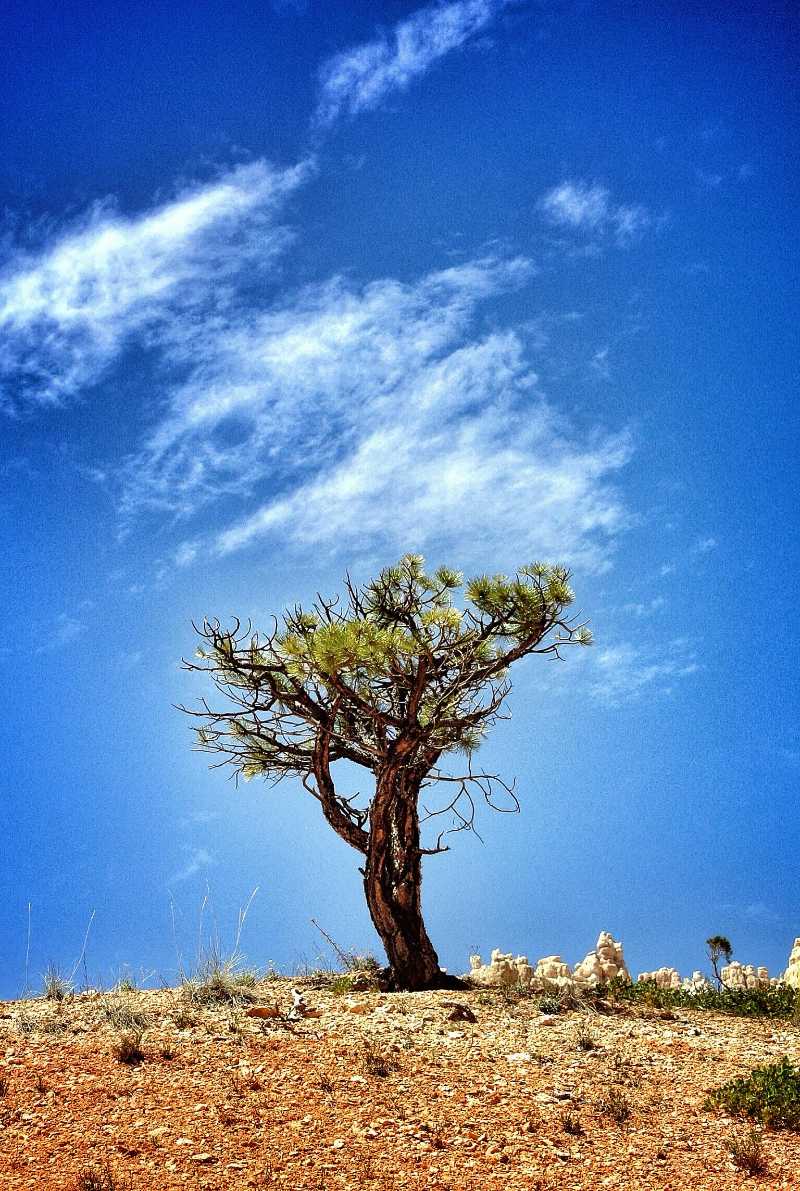 tree on hill under blue sky and white clouds - jigsaw puzzle