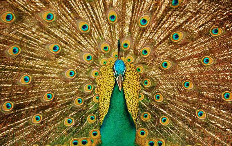 peacock feather bird peafowl - jigsaw puzzle