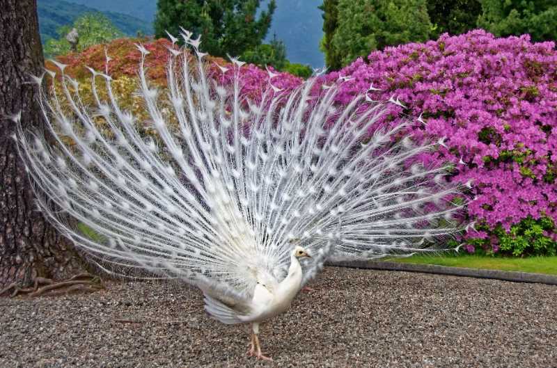 peacock white peacock plumage bird - jigsaw puzzle