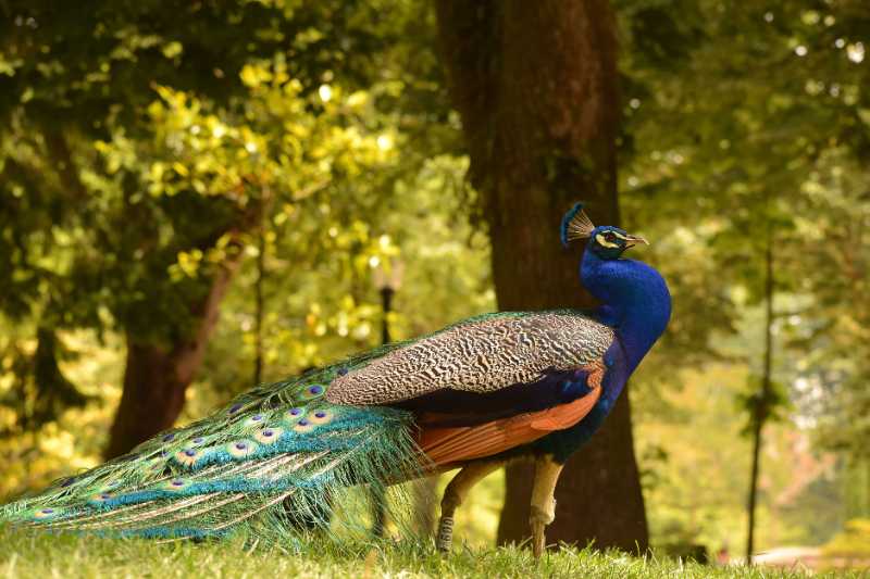 peacock bird peafowl plumage - jigsaw puzzle