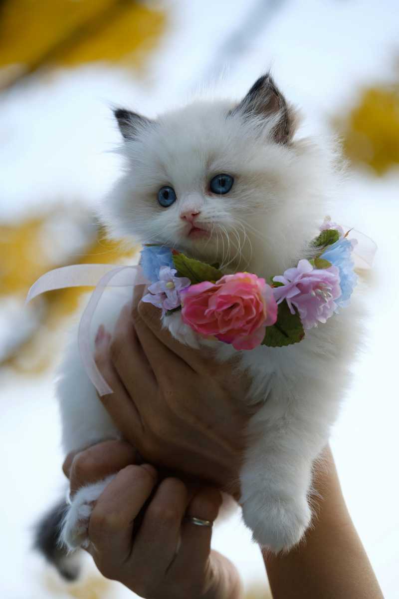 person holding white kitten with flowers necklace - jigsaw puzzle