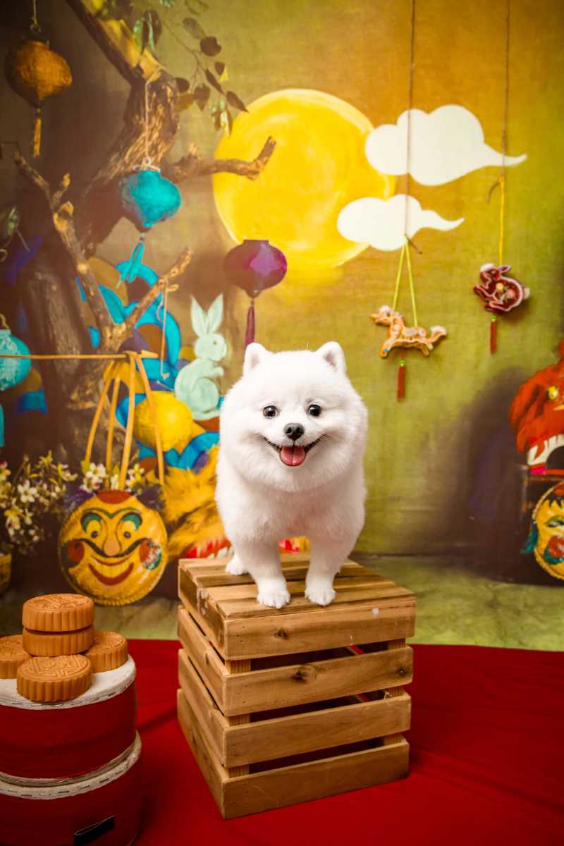 かわいい白いポメラニアン犬の中秋節の写真撮影と月餅