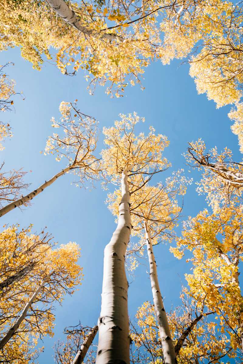 a group of tall trees standing next to each other - jigsaw puzzle