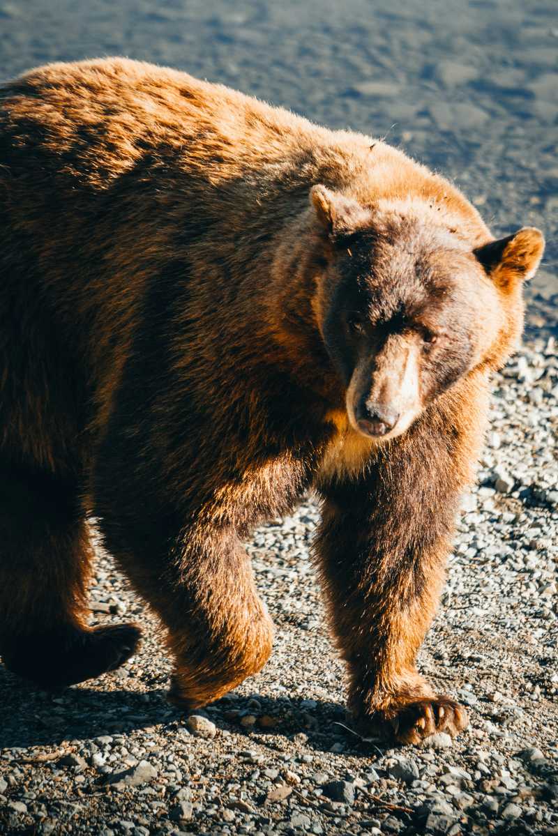 a bear walking on the ground - jigsaw puzzle