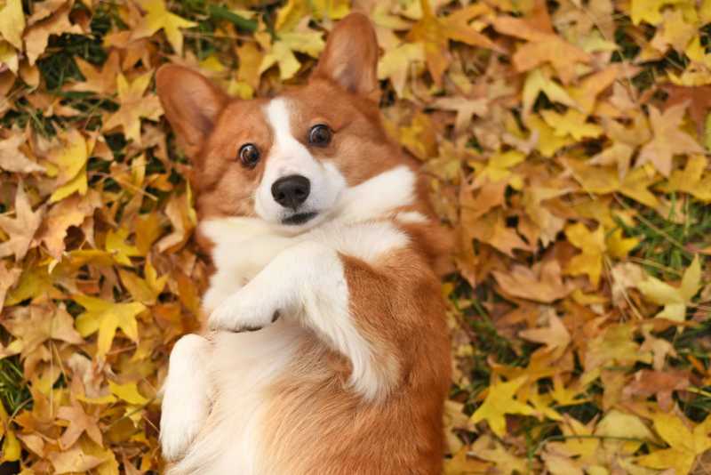 pets dog corgi - jigsaw puzzle