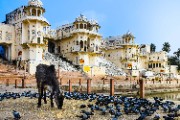Pigeons and Cow near Buildings in Jaisalpur - jigsaw puzzle