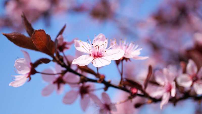 Pink Cherry Blossoms Blooming Under a Clear Blue Sky in Spring