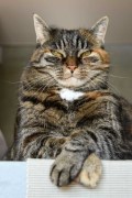 low angle shot of a tabby cat - jigsaw puzzle