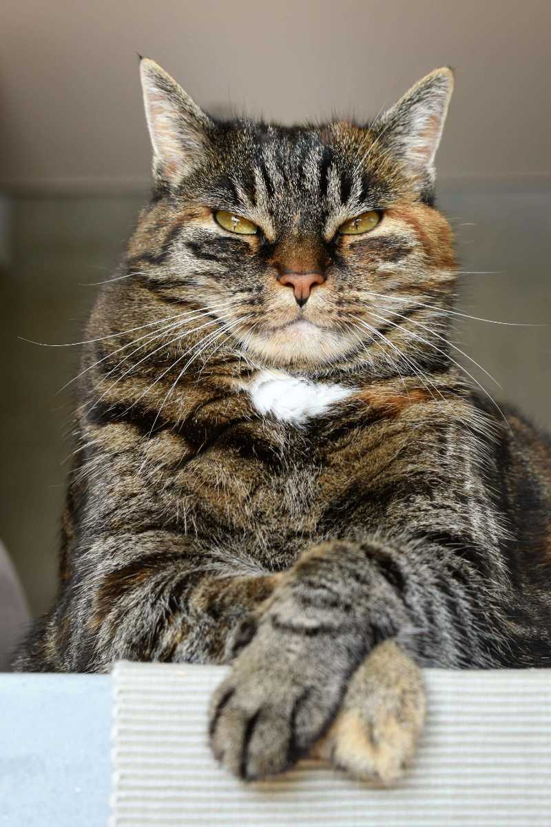 low angle shot of a tabby cat - jigsaw puzzle