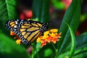 selective focus photo of black and yellow butterfly - jigsaw puzzle