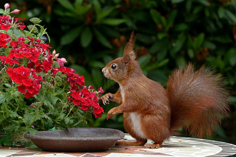 red squirrel on brown table top - jigsaw puzzle