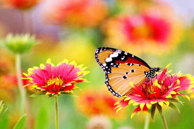 butterfly perched on flower - jigsaw puzzle