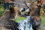 black brown bear on body of water - jigsaw puzzle