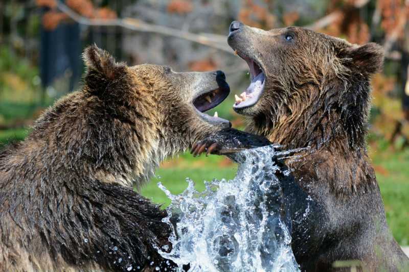 black brown bear on body of water - jigsaw puzzle